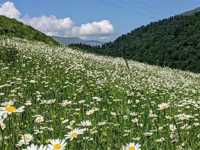 Альпийский луг с маргаритками