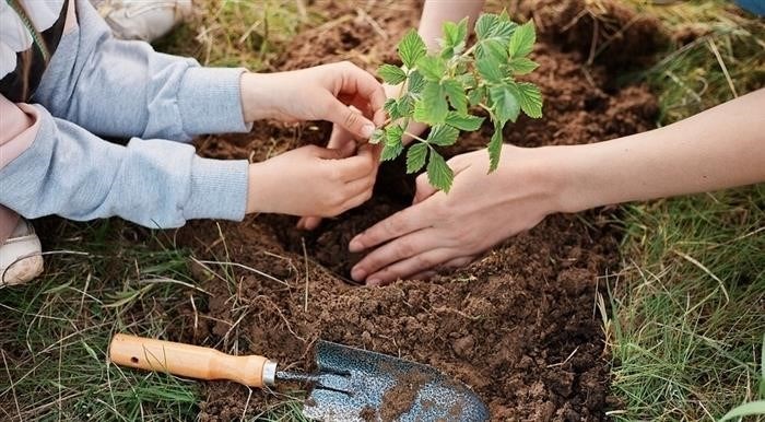 Посадка малины осенью: преимущества, условия, системы посадки, ошибки.