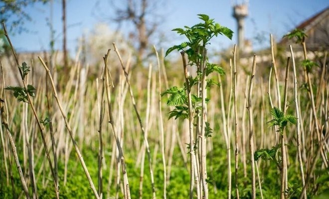 shutterstock. com / calorma: посадка саженцев малины