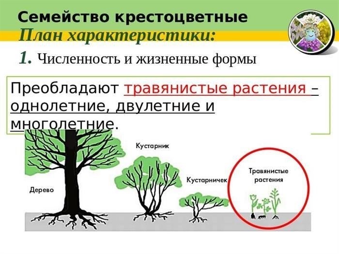 Почему у крестоцветных растений такой уникальный запах?