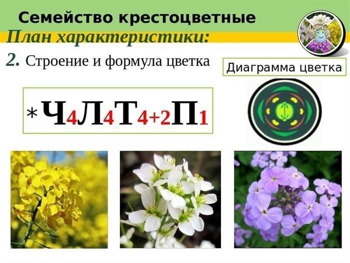 Что такое крестоцветные растения и почему они важны?