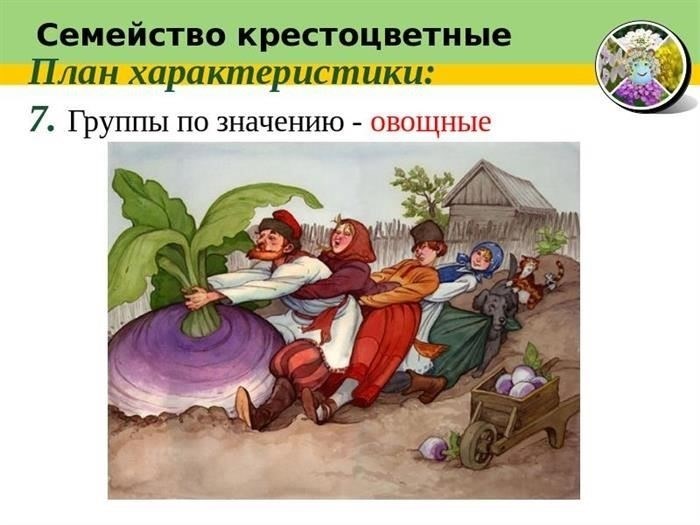 Как максимально использовать крестоцветные овощи в питании