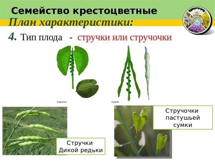 Чем крестоцветные растения отличаются от других овощей?