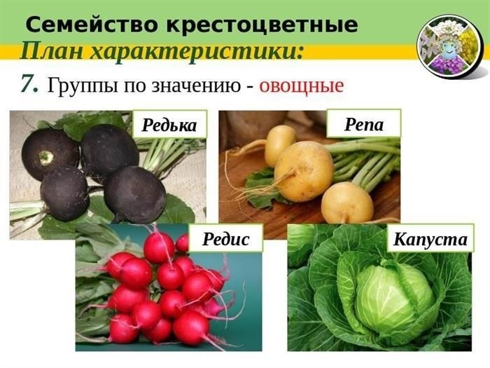 Как растут крестоцветные растения: Простой обзор