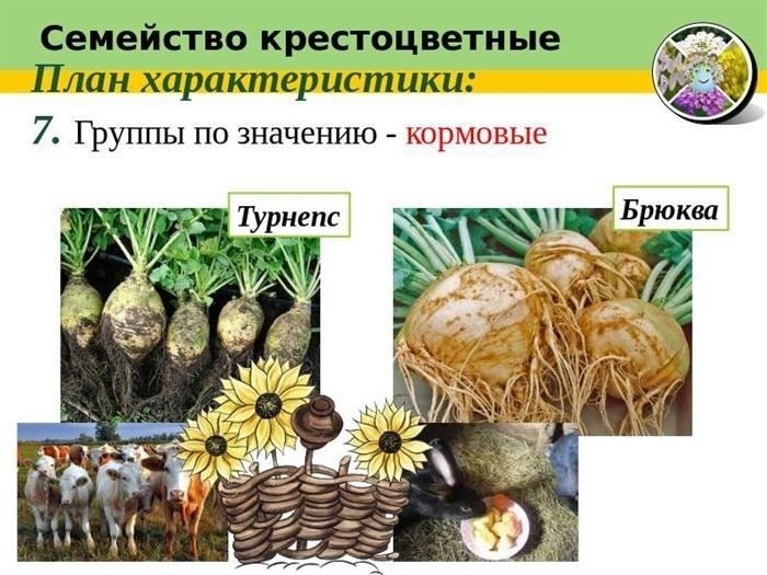 Как распознать овощи из группы капусты в вашем саду