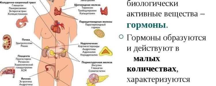 Основные гормональные факторы, влияющие на питаниеНекоторые гормоны играют ключевую роль в регулировании аппетита, усвоения питательных веществ и расхода энергии. Например, недостаточная выработка гормонов щитовидной железы может снизить скорость метаболизма, ухудшая способность организма эффективно перерабатывать и усваивать питательные вещества. Низкий уровень инсулина или резистентность к его действию могут вызвать дисбаланс в метаболизме глюкозы и жиров, что приводит к развитию ожирения и других метаболических заболеваний.