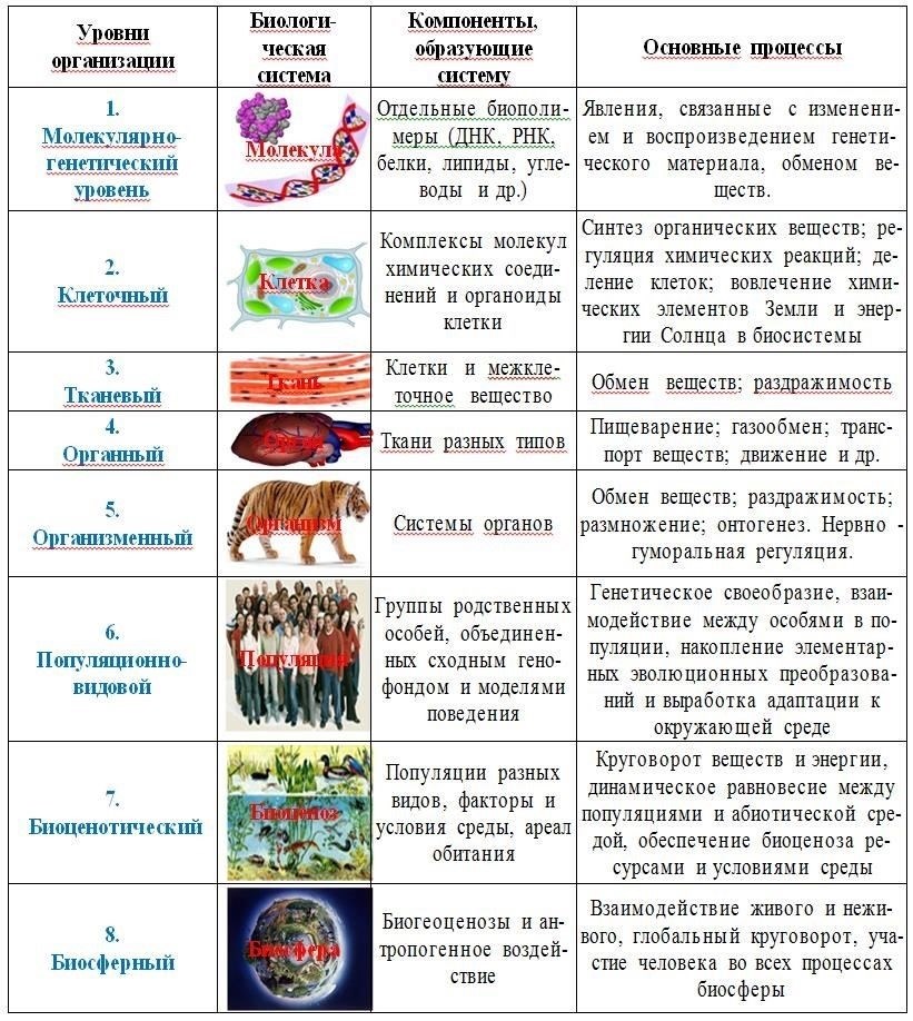 Основные организационные уровни