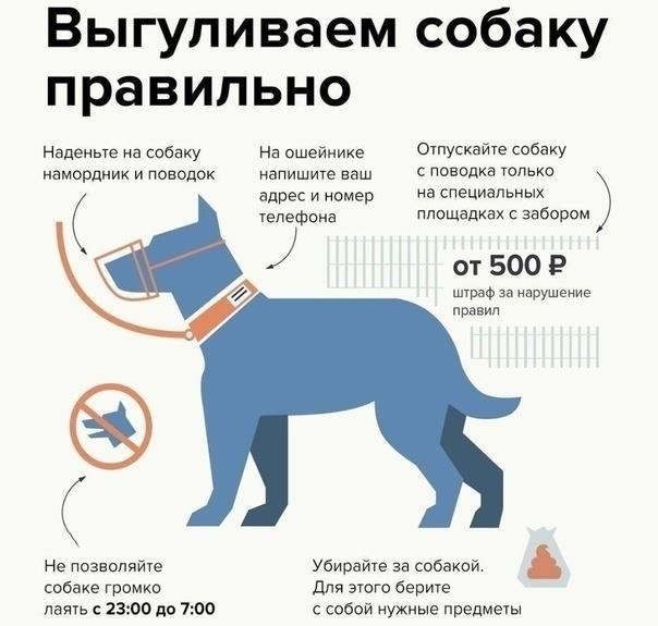 Подробный план вашей статьи: Решение правовых вопросов в сфере защиты животных
