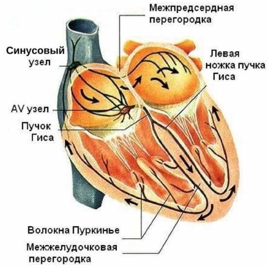 Возьмут ли в армию при нарушениях в работе сердца